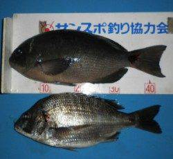 天気は悪いですがグレは好調です、音海磯でふかせ