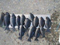 八丈で、41.8cmのナイスサイズのグレGET！