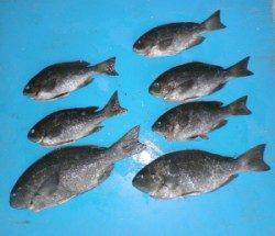 グレ44.1cm！ 音海磯で連日の好釣果
