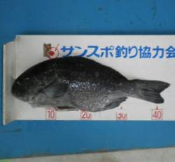 グレ44.1cm！ 音海磯で連日の好釣果