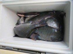 水温上昇で昼から釣れ出しました！萩尾の磯でフカセ釣り