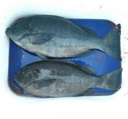 25日　晴天の釣り日和でした　音海磯でフカ…