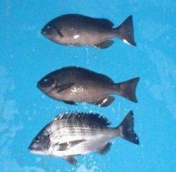 25日 晴天の釣り日和でした 音海磯でフカセ