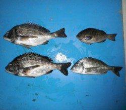 親海公園でチヌ45.1cmを頭に3匹とグレ1匹の釣果