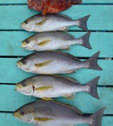 沖一文字内向きでカゴ釣り　イサギに良型ガシラ