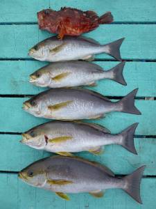 沖一文字内向きでカゴ釣り　イサギに良型ガシ…