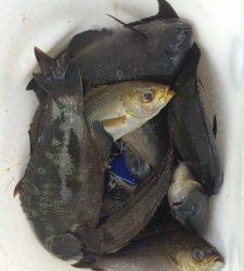 グレ、ぼちぼち釣れています〜アシカでフカセ釣り〜