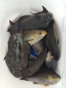 グレ、ぼちぼち釣れています〜アシカでフカセ…