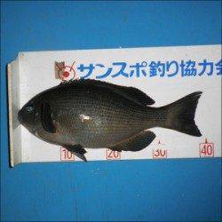 グレ~40.1㎝8匹とチヌ☆音海磯のフカセ釣り