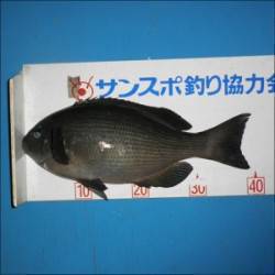 グレ～40.1㎝８匹とチヌ☆音海磯のフカセ…