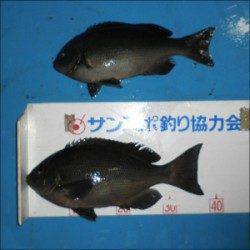 グレ~40.1㎝8匹とチヌ☆音海磯のフカセ釣り