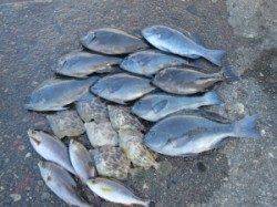 双子の子、オキアミフカセで、グレ・カワハギ・イサキと大漁！