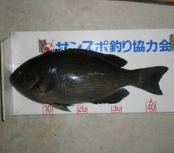 音海磯　フカセでグレ44.8cm！