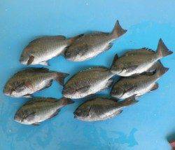 日引地磯　フカセでグレ〜31cm8尾