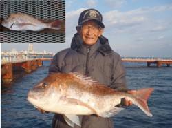 シラサのウキ流し釣りで記録賞！大物マダイ7…