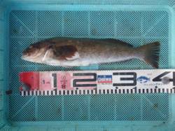 須磨海づり公園、落とし込みで36cmのアイ…