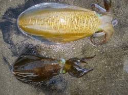 ウキ釣り・エギングでもアオリイカ釣れてます…