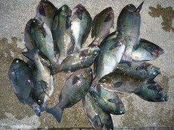 湯浅の磯でグレが好調です