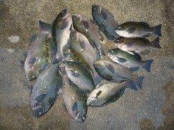 湯浅の磯でグレが好調です