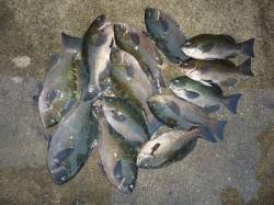 湯浅の磯でグレが好調です