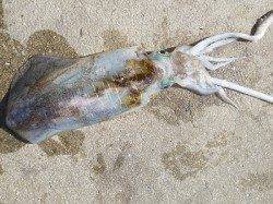 湯浅の磯で活けアジのウキ釣り　★アオリ1.36kg★