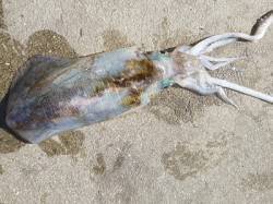 湯浅の磯で活けアジのウキ釣り　★アオリ1.…