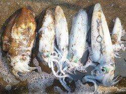 湯浅エリアの磯、ヤエンとエギングでアオリ＆コウイカ