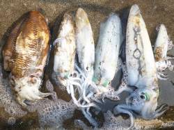 湯浅エリアの磯、ヤエンとエギングでアオリ＆…