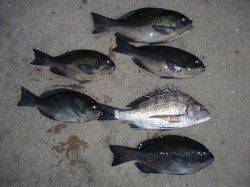 湯浅の磯、30cmオーバーのグレＧＥＴ♪