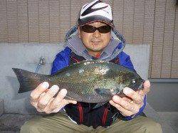 湯浅の磯、30cmオーバーのグレＧＥＴ♪