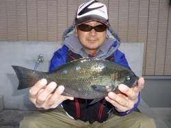 湯浅の磯、30cmオーバーのグレＧＥＴ♪
