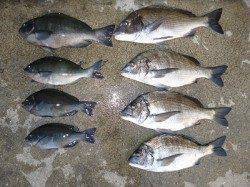 湯浅の磯でのフカセ釣り釣果　グレ×4 チヌ×4