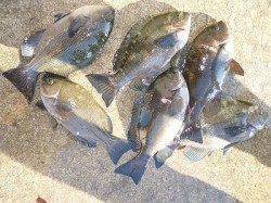 【8日】湯浅でのフカセ釣果　良型チヌも♪