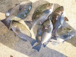 【8日】湯浅でのフカセ釣果　良型チヌも♪