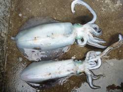 湯浅の磯でイカのウキ釣り、アオリのキロアッ…
