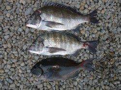 チヌや良型グレの釣果 in 湯浅の磯