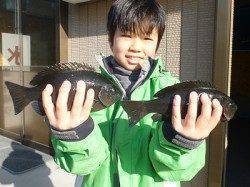 少年フカセ師がグレ15枚　湯浅の磯での釣果