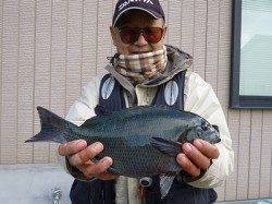 湯浅の磯　フカセでグレ＆チヌの釣果