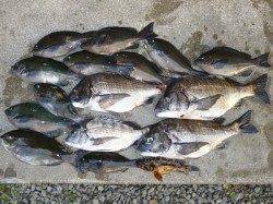 湯浅の磯　フカセでグレ＆チヌの釣果