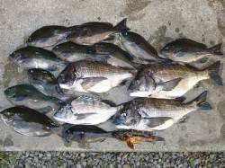 湯浅の磯　フカセでグレ＆チヌの釣果