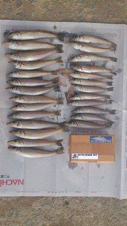 由良　投げ釣りでのキス狙いは満足釣果！