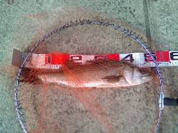 エビ撒き釣りでハネ・セイゴの釣果です