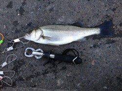 大阪南港、夕方のエビ撒き釣り釣行