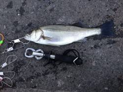 大阪南港、夕方のエビ撒き釣り釣行