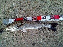 南甲子園浜　新年釣り初めでハネ3尾　エビ撒き釣りの釣果