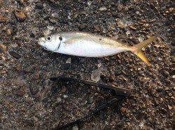 岸和田旧一文字赤灯で飛ばしサビキ　いいサイズのアジです