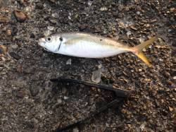 岸和田旧一文字赤灯で飛ばしサビキ　いいサイ…