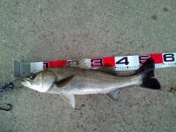 南甲子園浜　新年釣り初めでハネ3尾　エビ撒…