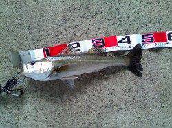 エビ撒きでハネ釣り、今年の初チヌも顔を見られました♪