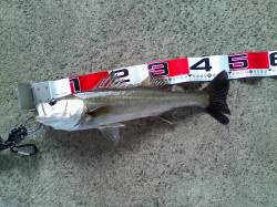 エビ撒きでハネ釣り、今年の初チヌも顔を見ら…